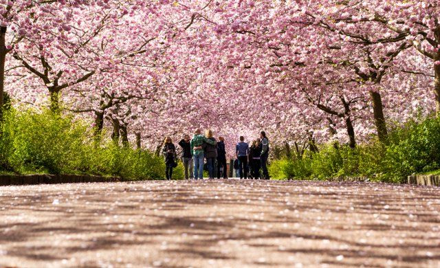 World famous Copenhagen cherry tree blossom has begun