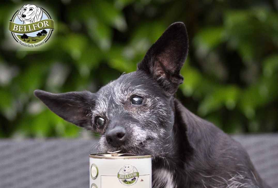 Nutritious and insect-based dog food 