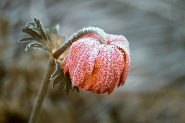 Frosty nights ahead this weekend