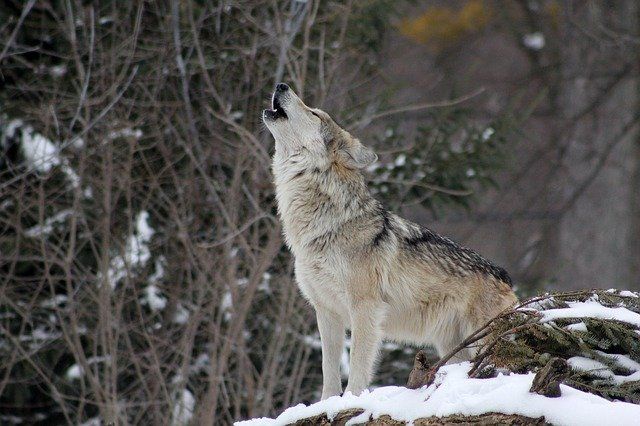 Mysterious deaths among Danish wolves stump experts