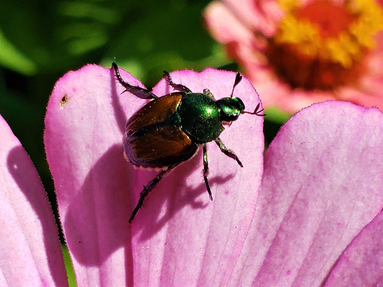 Beetle mania: Beware of unwanted guests from Japan!