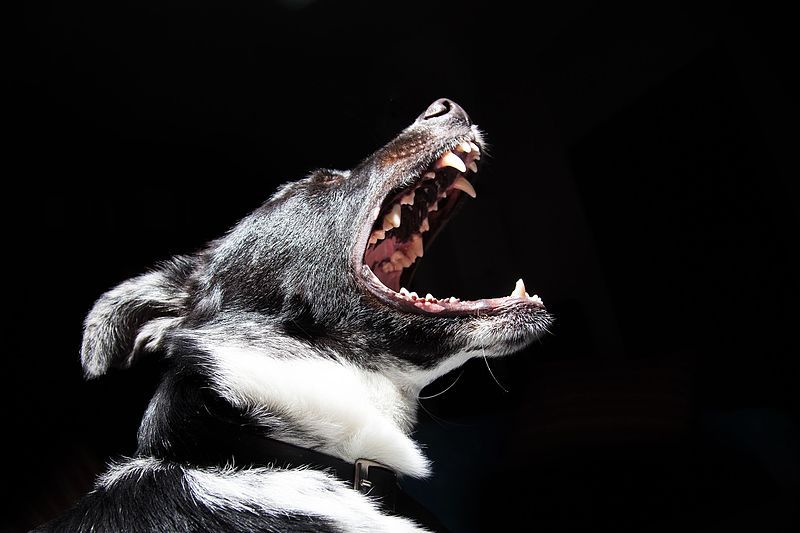 National Round-Up: Do Danish dogs bite less?
