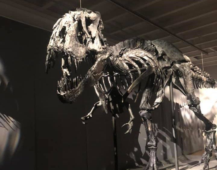 Autumn Holiday 2021: Get started with T Rex