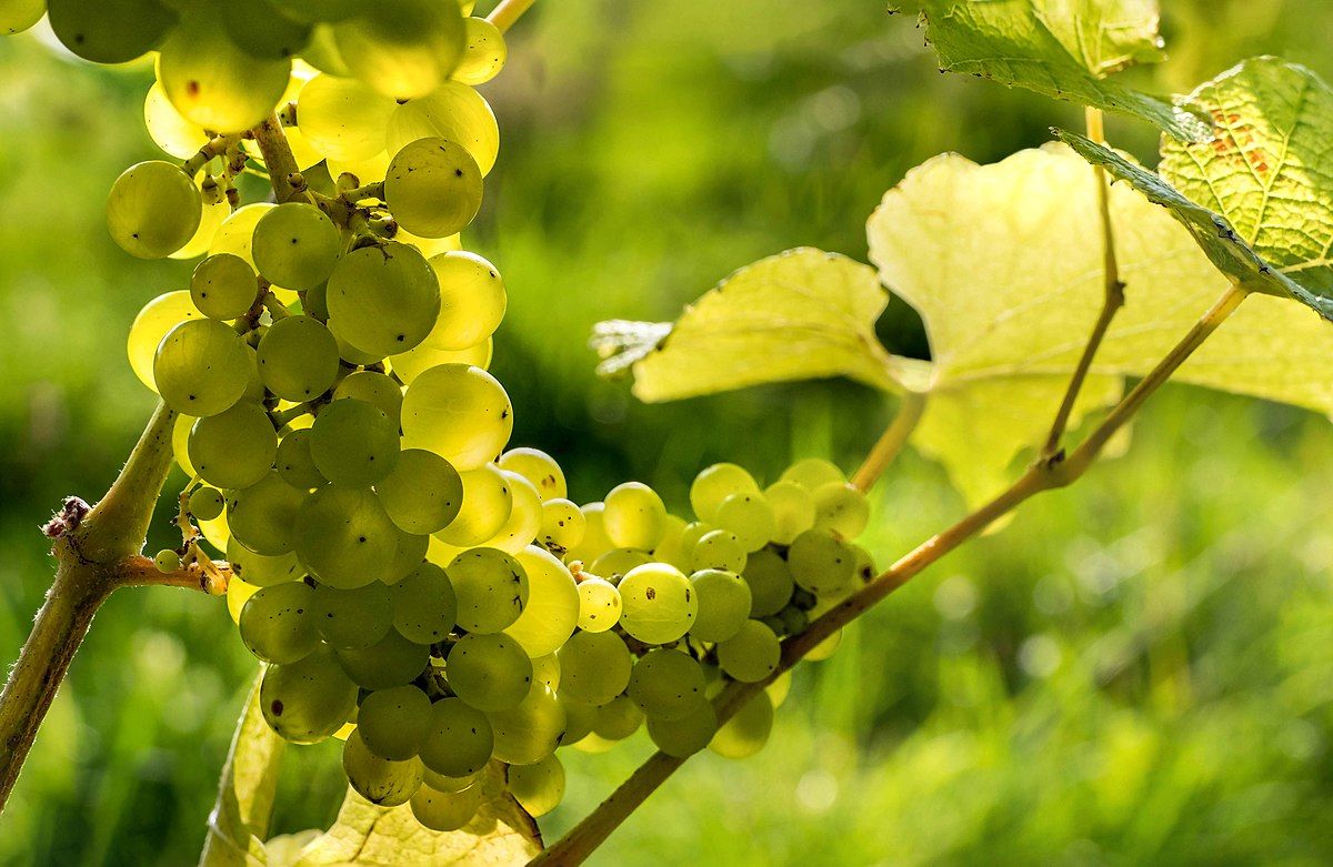Rising temperatures put Danish wineries on the map