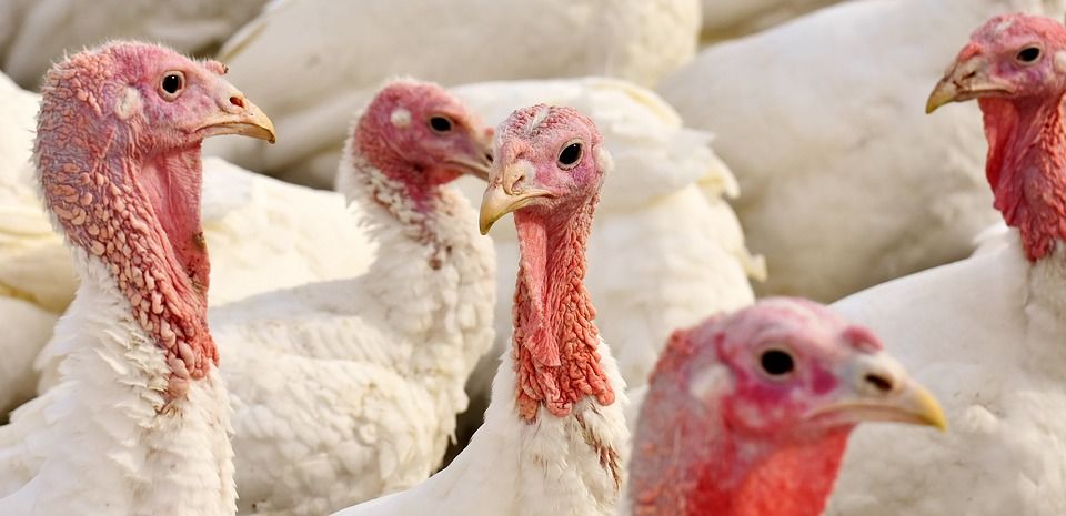 La mayoría de los pollos de Año Nuevo: los pavos daneses sobreviven a la Navidad, pero luego sucumben a la erradicación de la gripe aviar