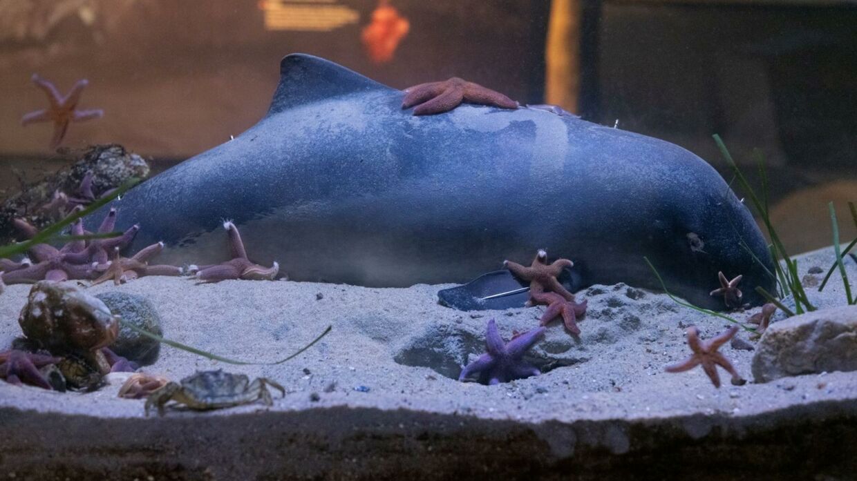 Dänisches Aquarium zeigt tote Meerschweinchen