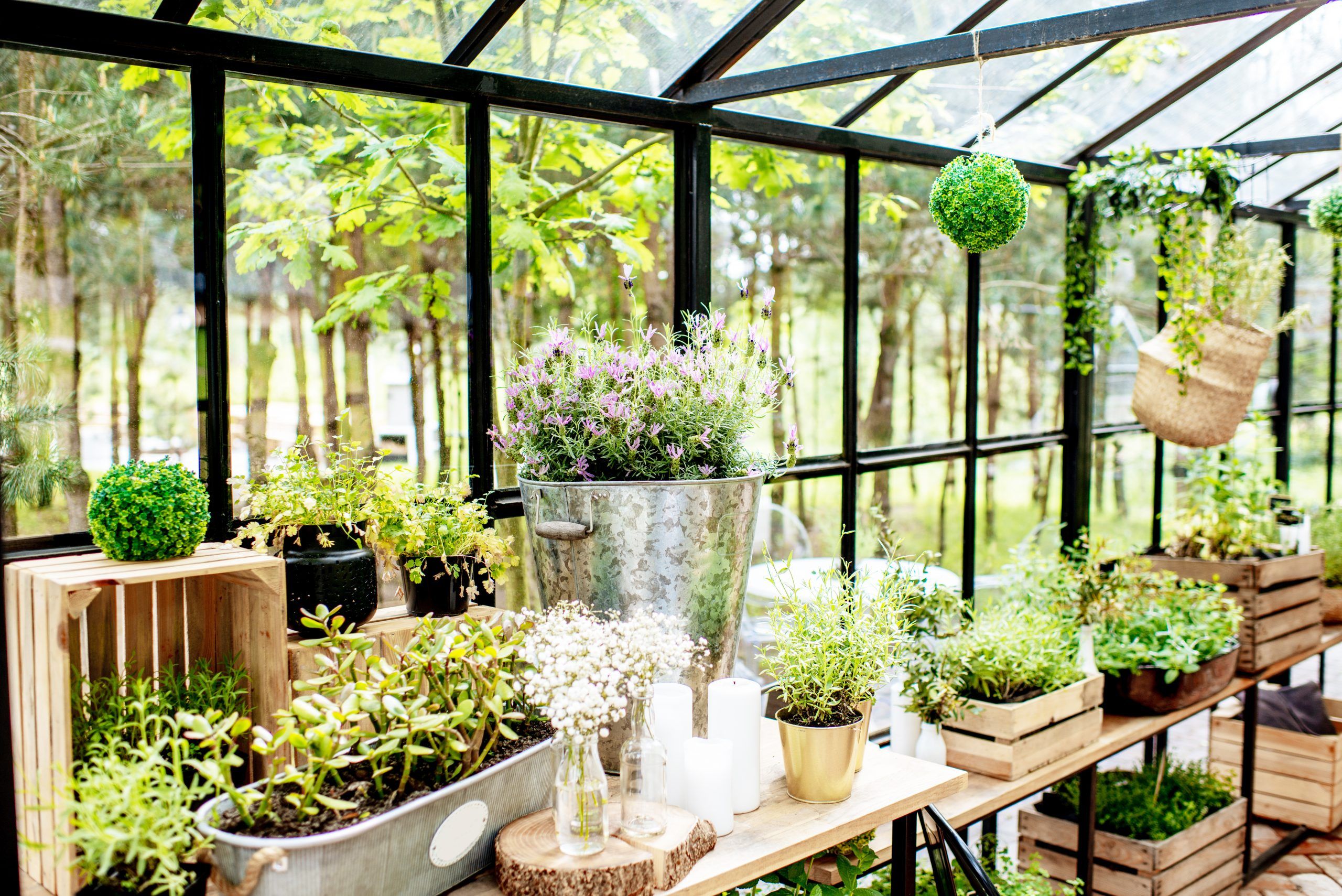 What a Wonderful World: The magic of a greenhouse