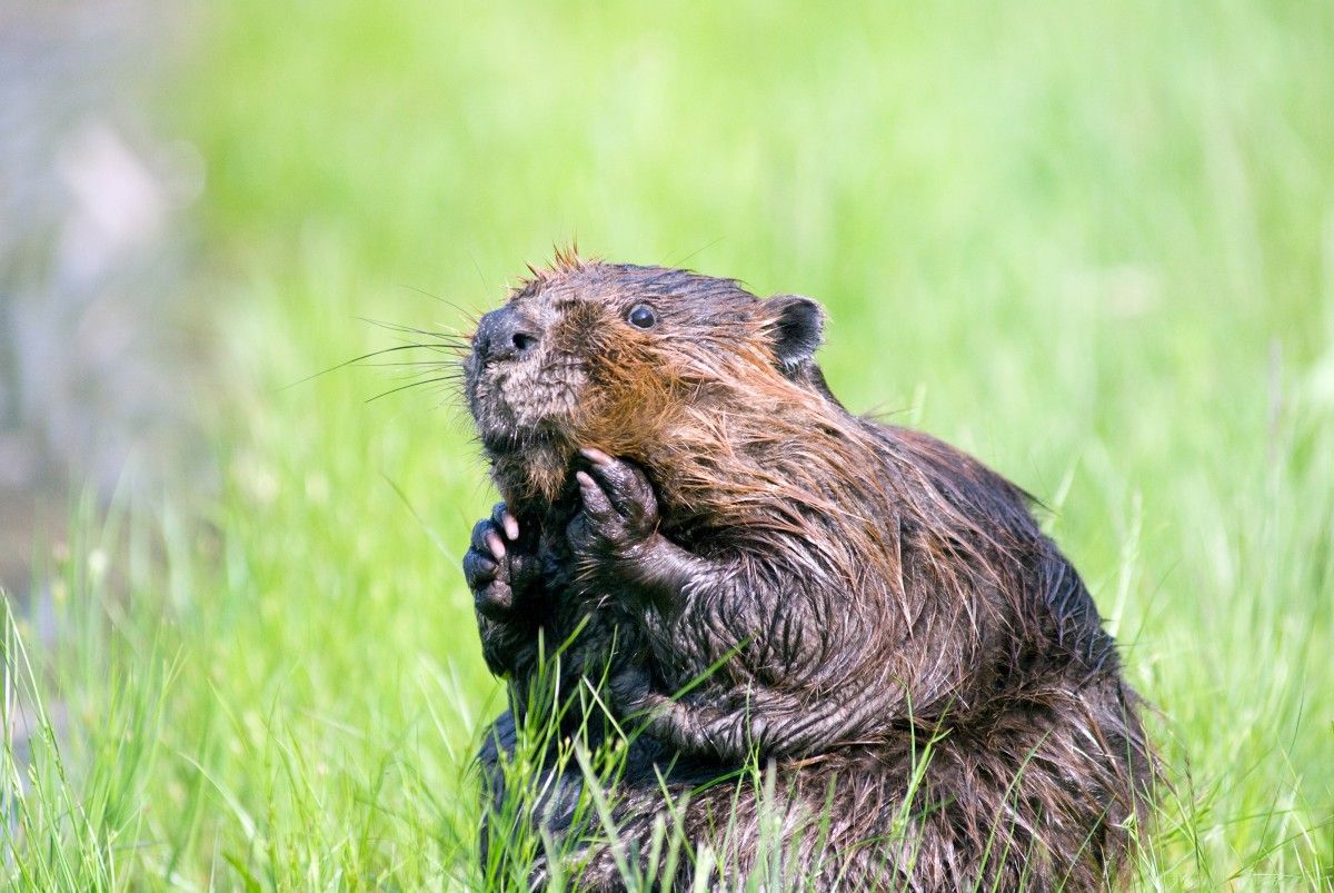 Elite Vikings wore beavers, Danish investigation confirms