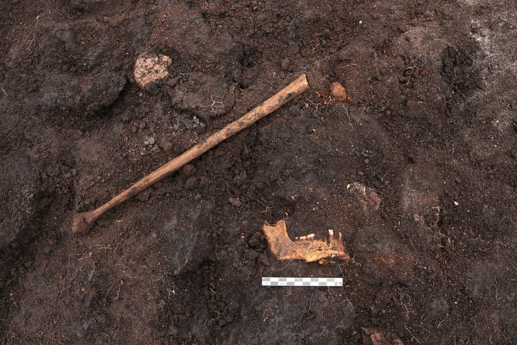 Bones and all: Archeologists find a body from ancient times in a bog just west of Copenhagen