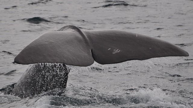 Researchers measure whales ‘sleeping’ for first time