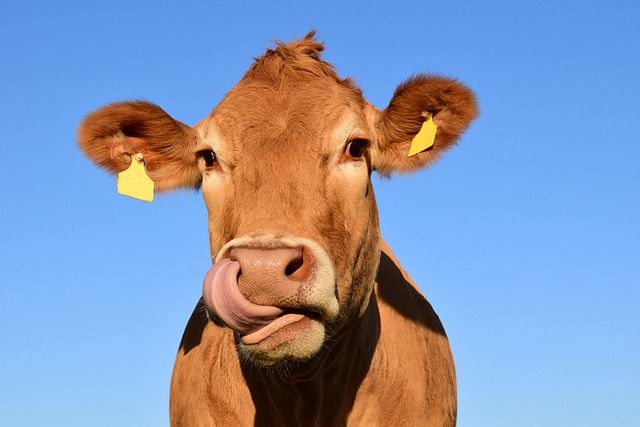 Cow about that! Danish researchers find new key to greener agriculture
