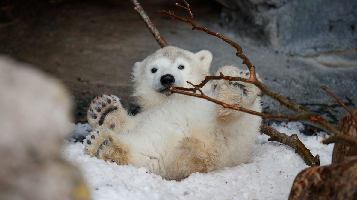 Young polar bear electrocuted at Copenhagen Zoo