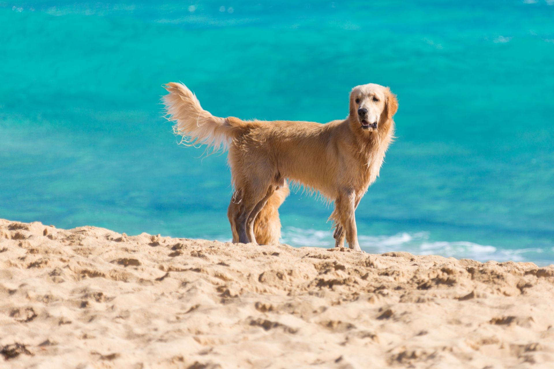 Leads required for dogs on the beach from April to September