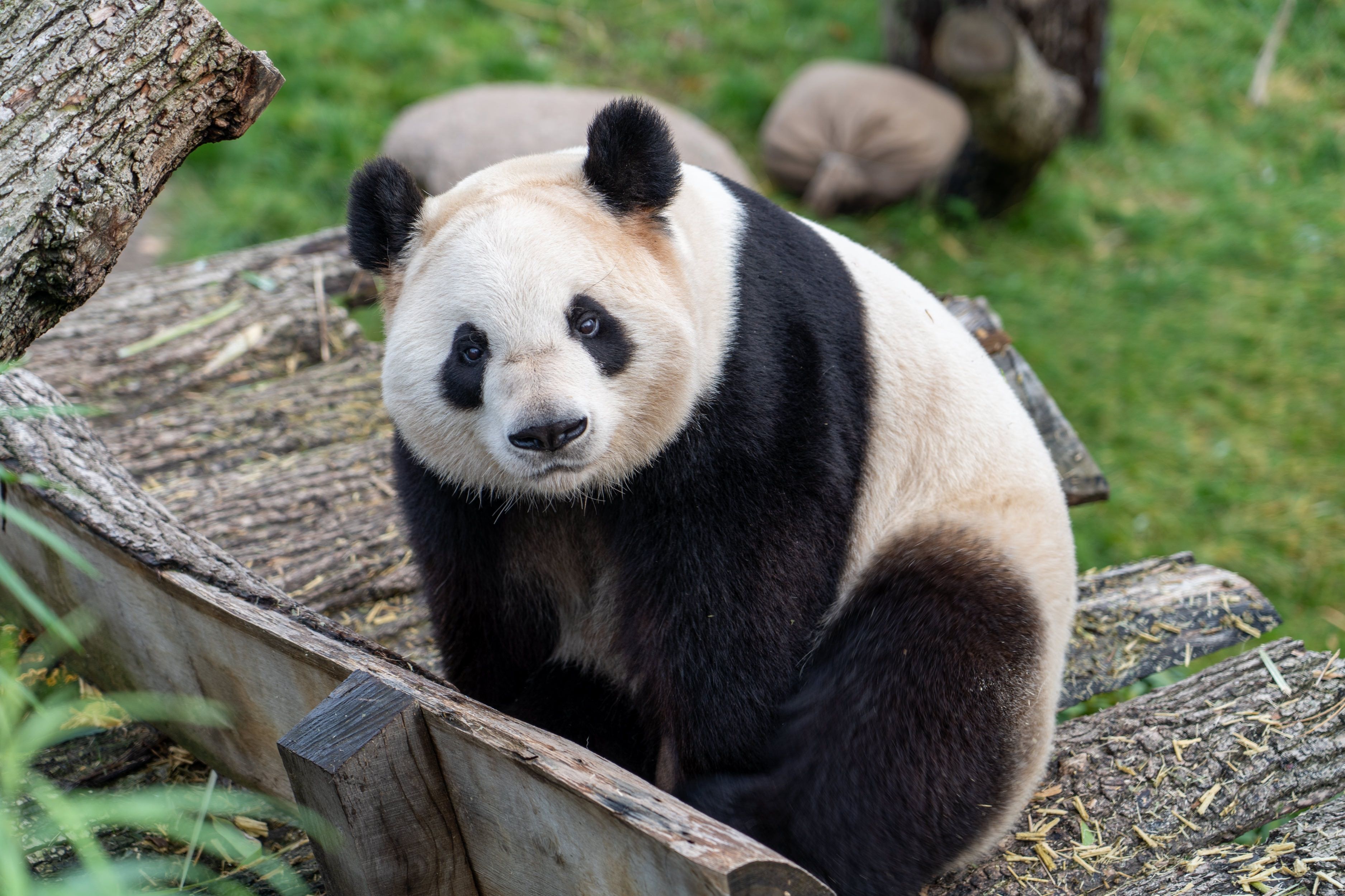 Panda-monium: no love lost between Copenhagen’s premier panda couple