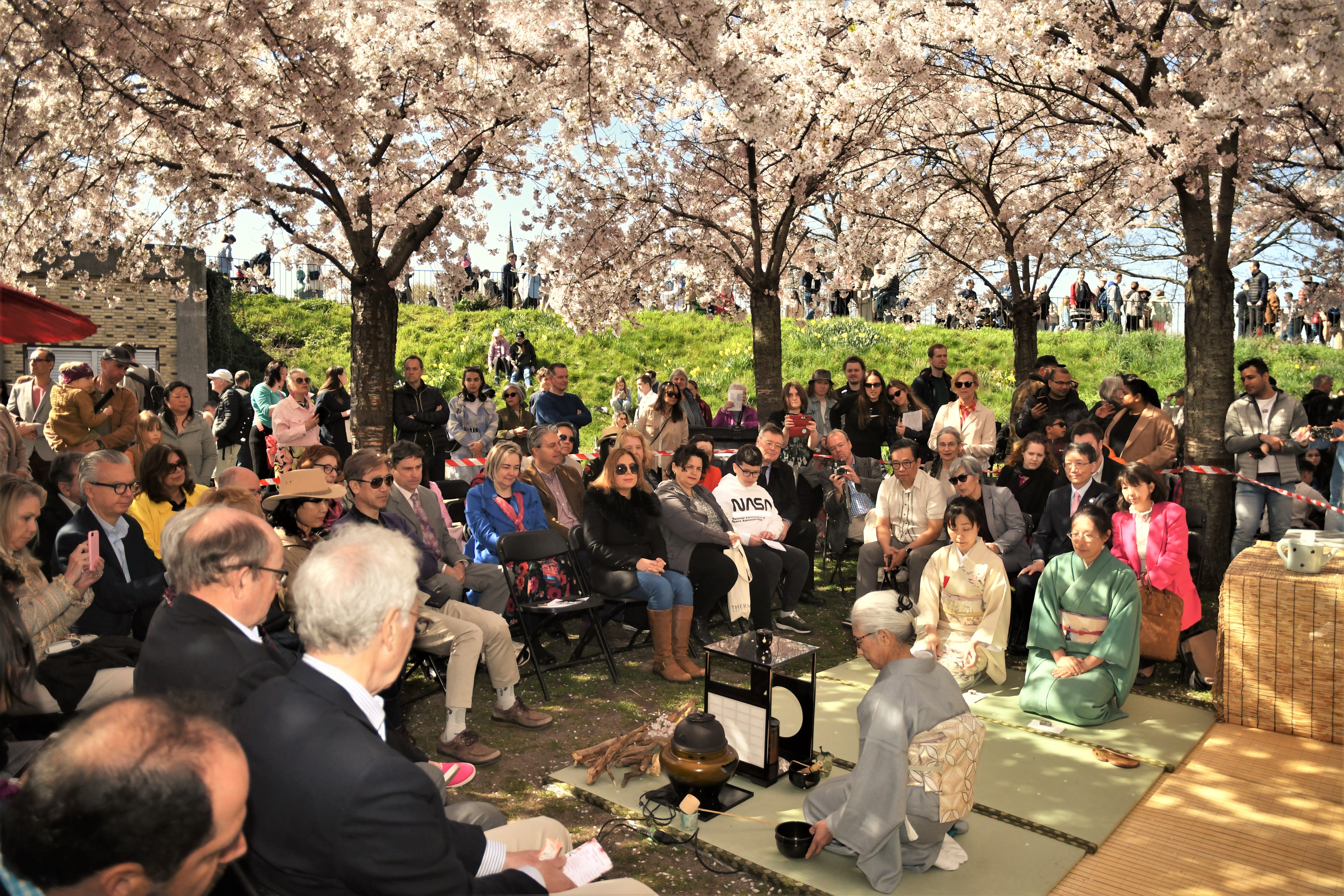 Celebrating Sakura beneath the cherry blossom trees in Copenhagen