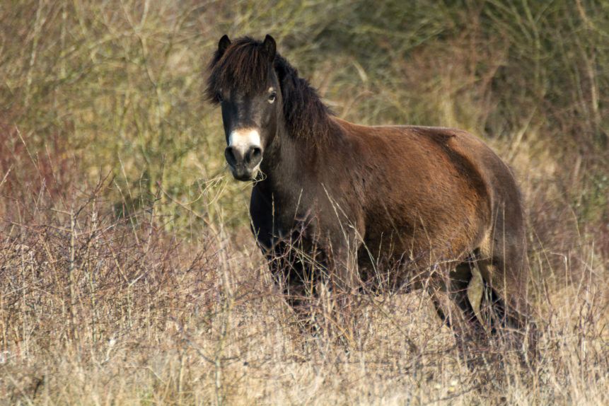 Hold your horses, rules municipality: the biodiversity will have to wait!