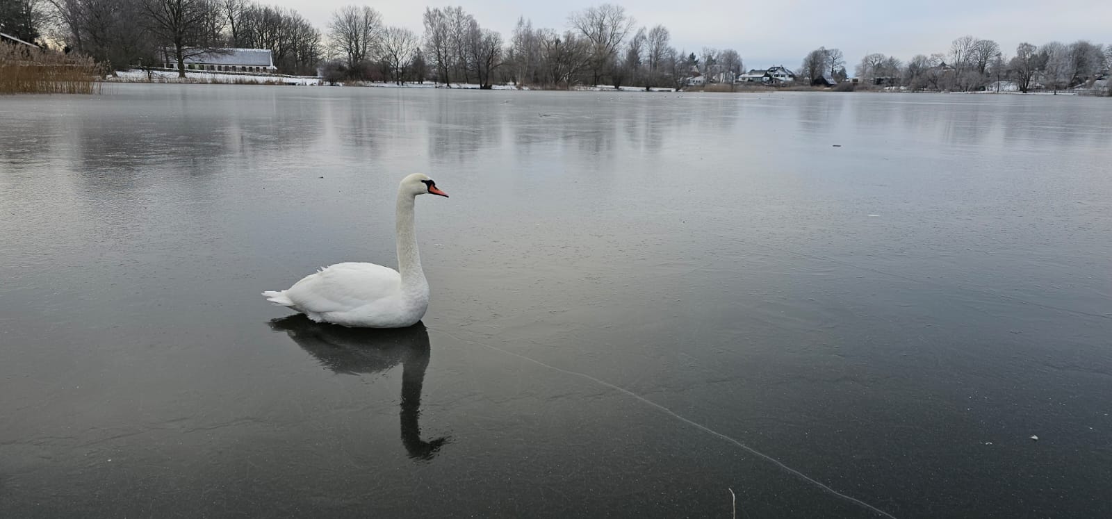 Animal Protection Centre has busy weekend with frozen swan calls