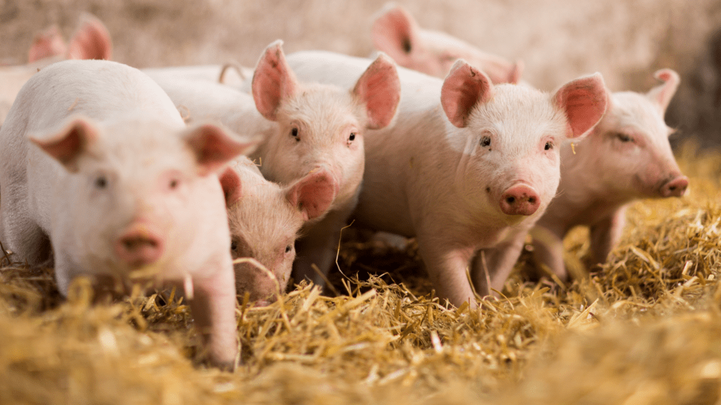 “First-of-its-kind” animal welfare agreement tightens breeding rules