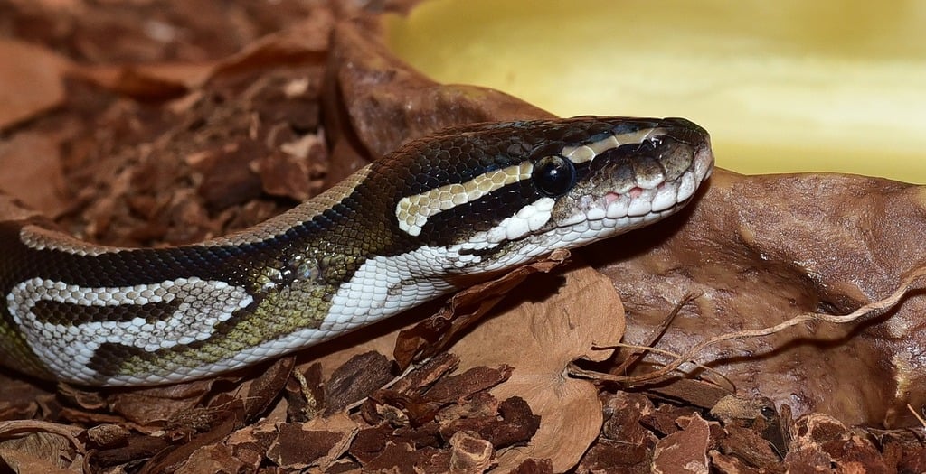 80 abandoned king pythons found in a house in Nordjylland