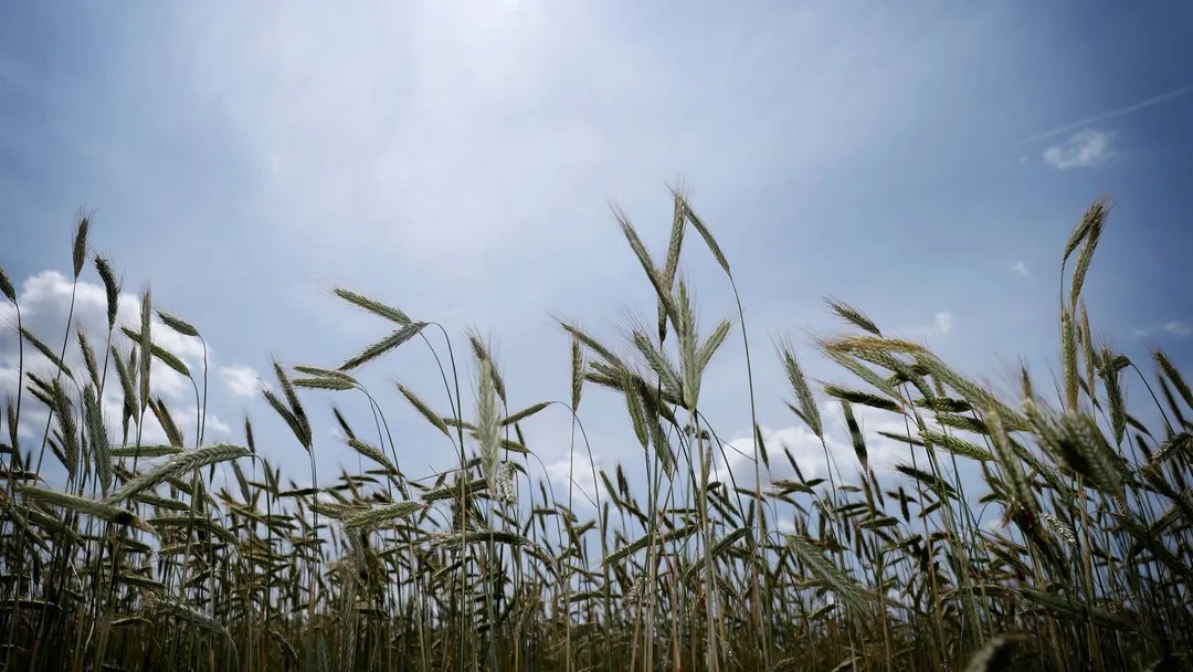 Danish state fund to buy up and rewild farmland on the horizon