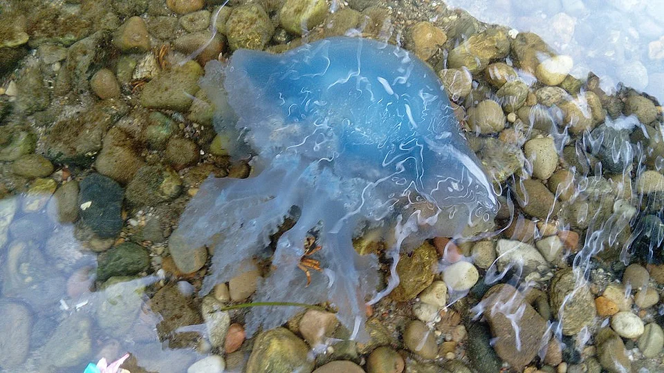 Unprecedented numbers of blue jellyfish on Danish coast