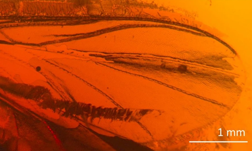 Researchers revisit Danish 1960s amber find, discover rare new species of gnat