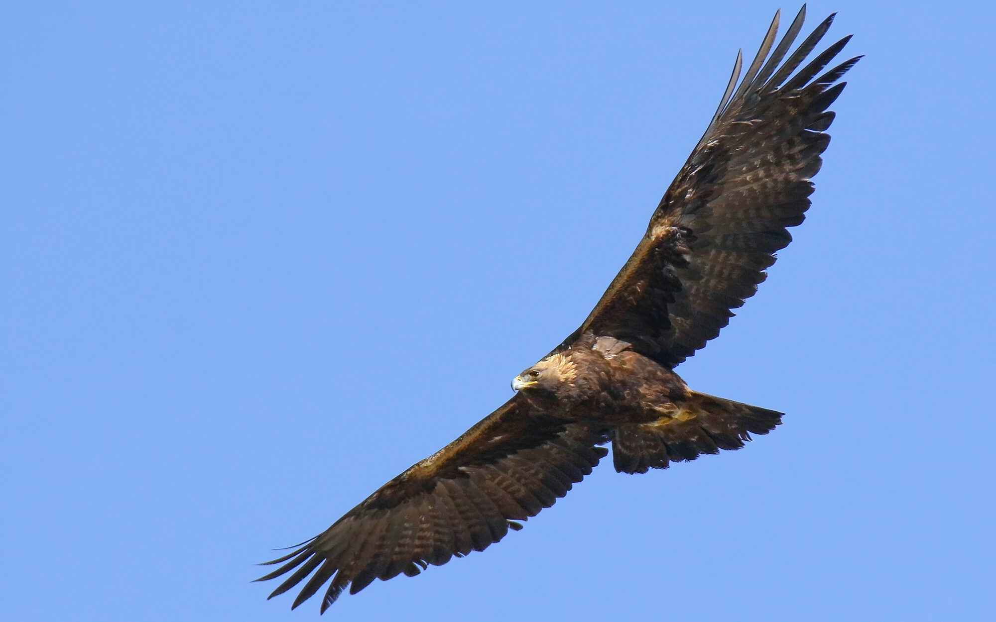 Golden eagle population grows in Denmark