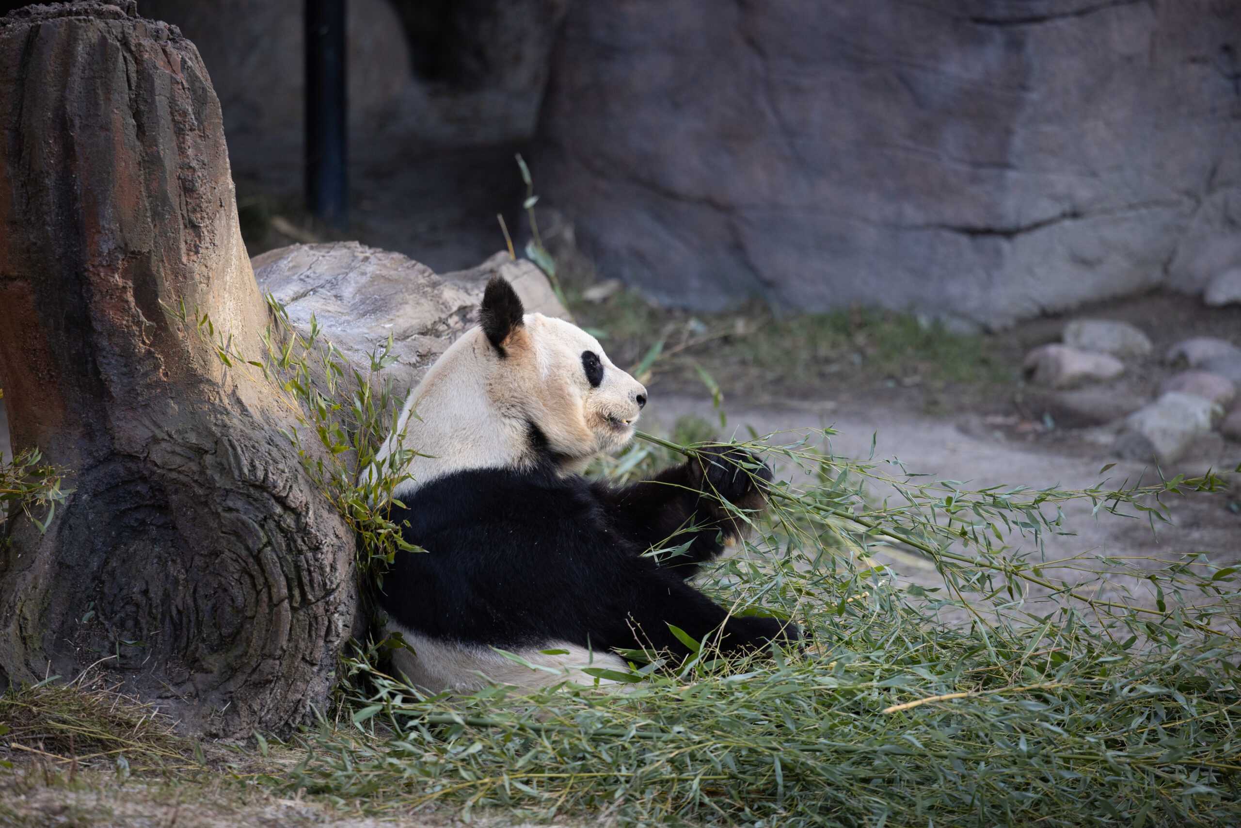 16. November: An Exclusive Experience at Copenhagen Zoo – Get Up Close with Pandas